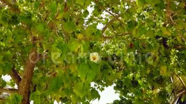 美丽观青热带树伴白花<strong>短片</strong>.. 华丽的自然背景。